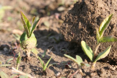 Biodiversitatea în livadă începe în școala de puieți