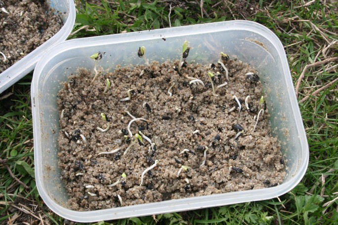 Plantăm semințele de mere ramase, în pahare de plastic reciclate