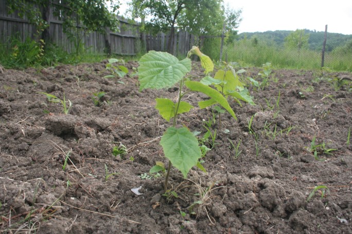 Copăcel, copăcel, te iubesc de mititel