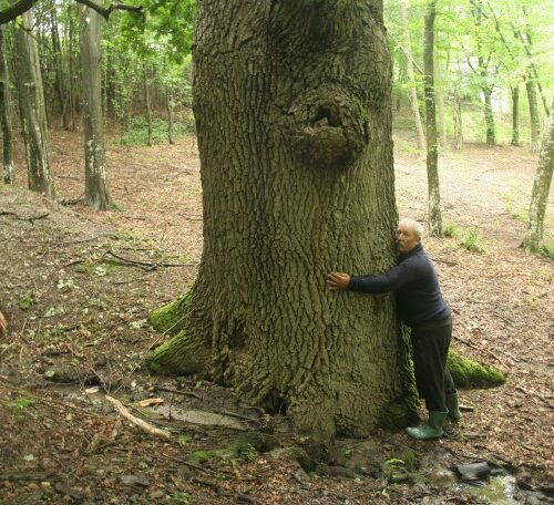 La copacul ăl gros