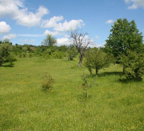 Un colț de lume cu foarte multe floricele galbene