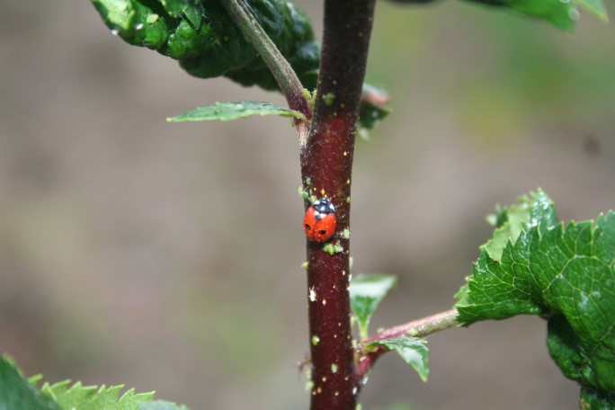 Soluții ecologice care combat păduchii verzi ai mărului