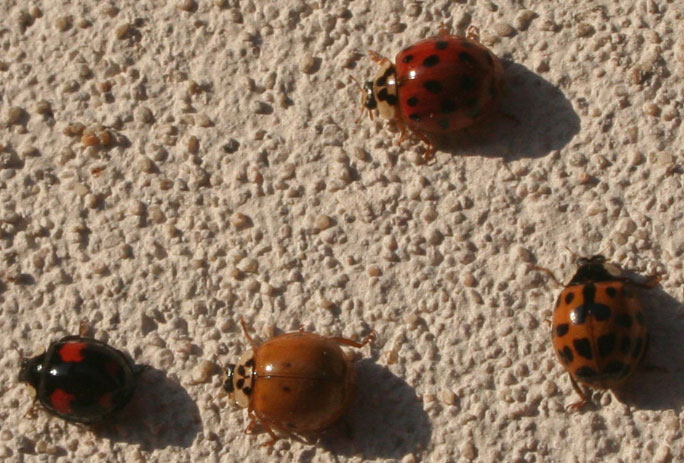Buburuze asiatice