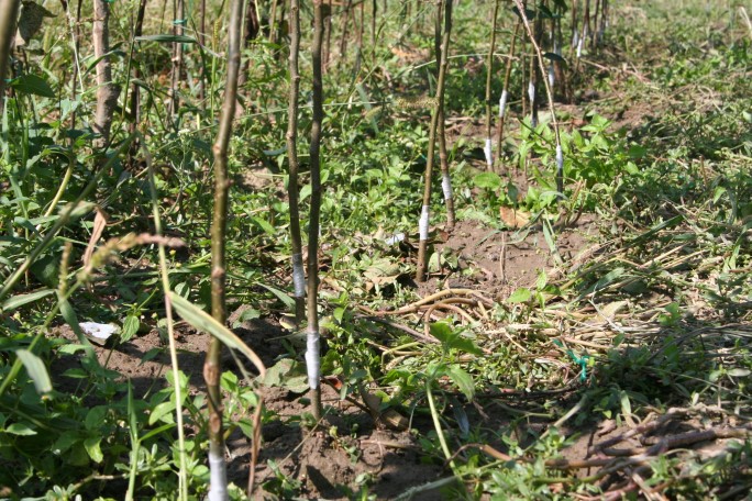 Concluzii după primii 100 de meri altoiți prin metoda în ochi dormind (chip budding)