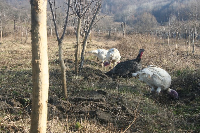 Protecția și tratarea pomilor roși de iepuri cu pastă din lut, balegă de vacă și var