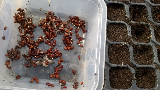 Puieții de gutui, din semințe
