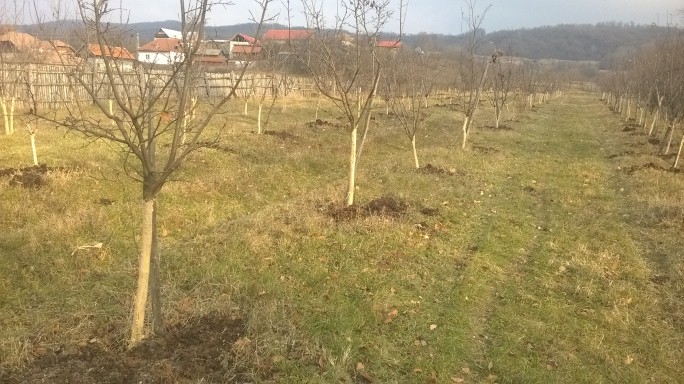 Protejarea pomilor pe timp de iarnă şi fertilizarea cu gunoi de grajd