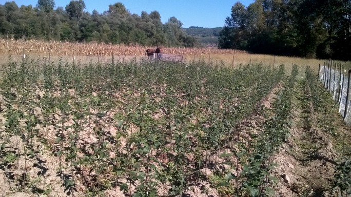 Îngradirea puieților cu plasă de sârmă împotriva iepurilor și căprioarelor