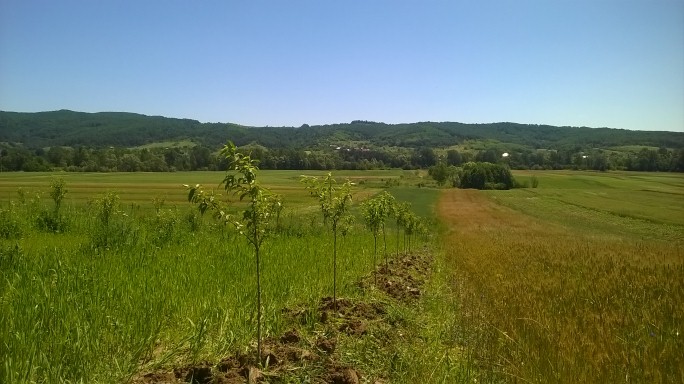 Primăvara într-o livadă tânără