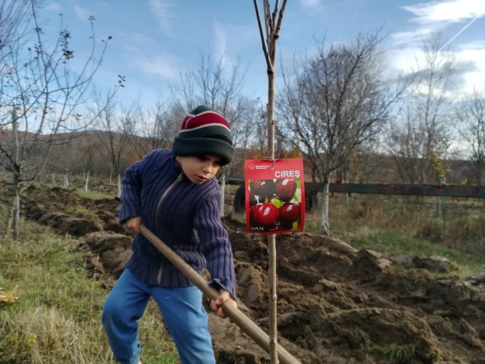 Cât de buni sunt pomii cumpăraţi din piaţă