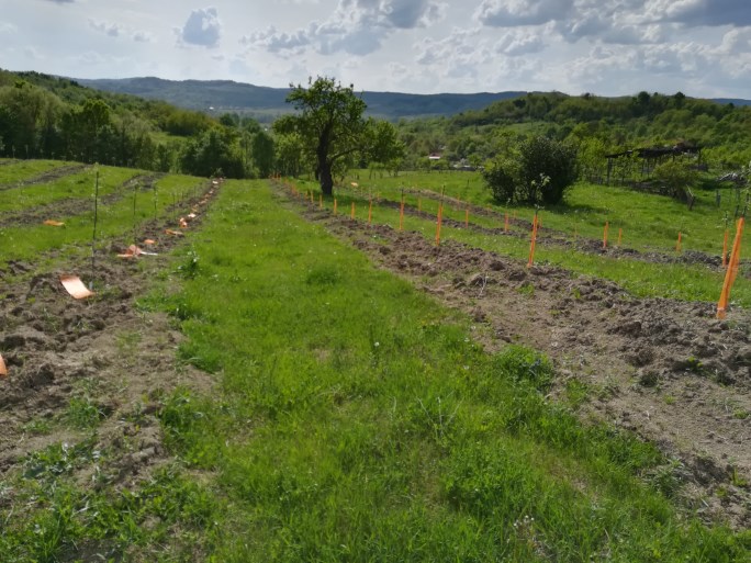 Livada de meri, de la germinarea sâmburilor până la plantare