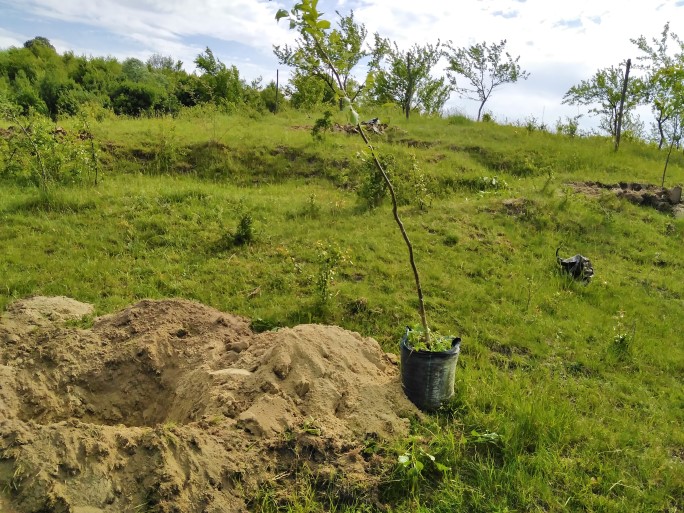 La plantat de nuci, în luna mai