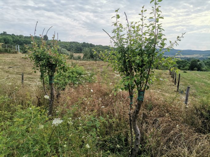 Altoire pe diametru mare la păr