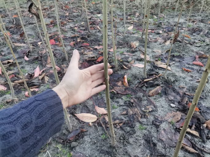 Tulpina de cireș sălbatic de un an, 12 decembrie