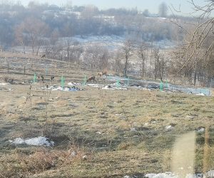 Gardul de mărăcini, cel mai eficient gard împotriva caprioarelor