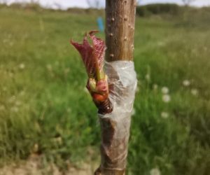 Altoirea pe cireș sălbatic