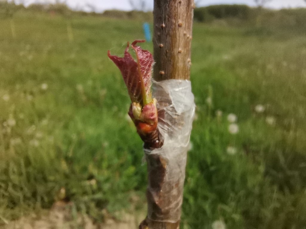 Altoirea pe cireș sălbatic