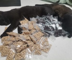 Semințe în dar pentru propria ta școală de puieți!