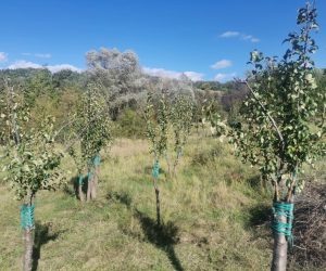 De la pășune neuitilizată de 10-15 ani, la livadă de peri – prin altoirea perilor sălbatici crescuți spontan