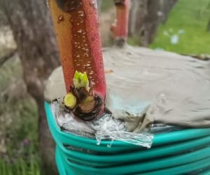 Altoiri cu piersic și cais pe pruni și corcoduși de grosimi mari