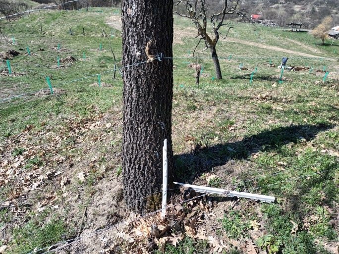 Gard electric forțat de căprioare. Stâlpișorul de plastic a fost legat de la mijloc de stejar pentru mai multă stabilitate, dar s-a frânt de la mijloc când a intrat căprioara în el. 