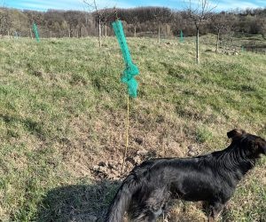 Împrejmuirea plantației, posibile soluții pentru protejarea puieților de căprioare