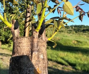 Altoirea nucului sub scoarță, în cap de altoire