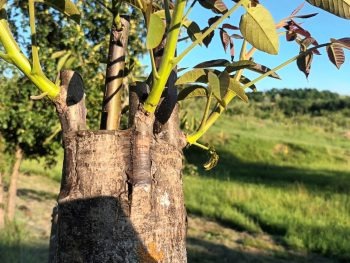 Altoirea nucului sub scoarță, în cap de altoire