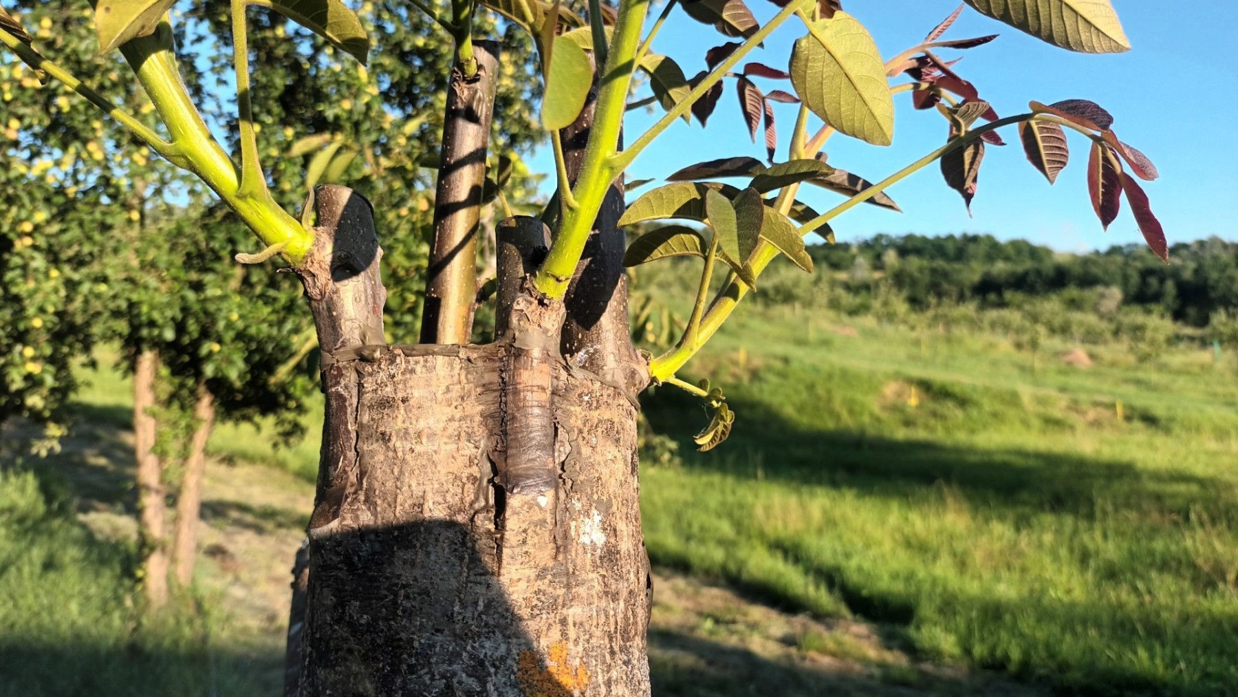 Altoirea nucului sub scoarță, în cap de altoire