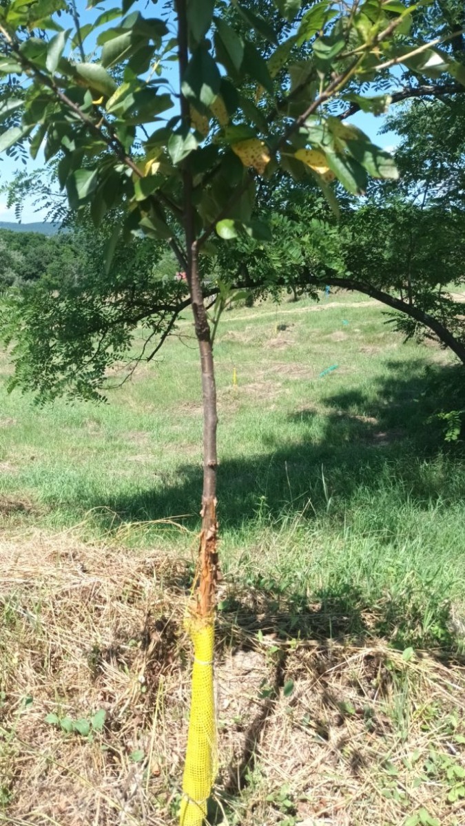 Vișin altoit, al doilea an de la plantare. Jupuit strategic de căprioare.