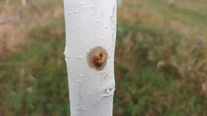 Aici nu pusesem balegă. Dar pun poza să se vadă gaura de sfredelitorul tulpinilor (Cossus cossus). Un dăunător foarte periculos care poate fi observat mult mai bine pe fundal alb, fără protecții de plastic pe pom, și eliminat din timp.