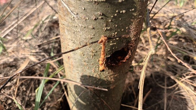 Sfredelitorului tulpinilor (Cossus cossus), scos cu o sârmă băgată după el, pe galerie.