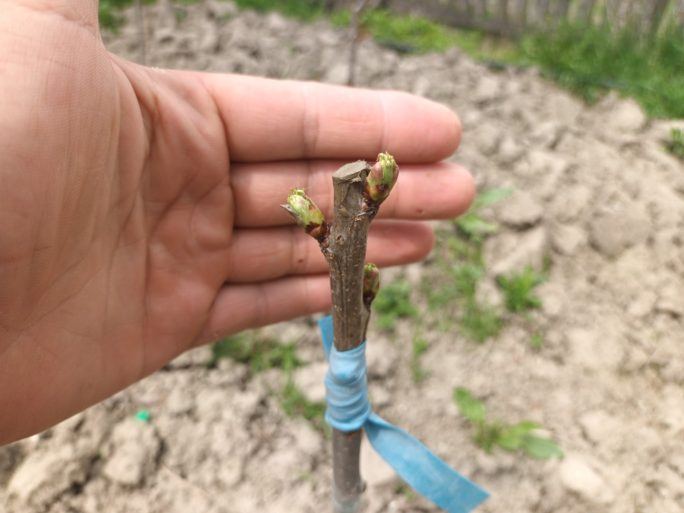 Atoire în copulație. În general am încercat să le fac câte două altoiri. Una mai jos în cip și una în cap de altoire pentru că oricum trebuiau retezate vârfetele cireșilor.