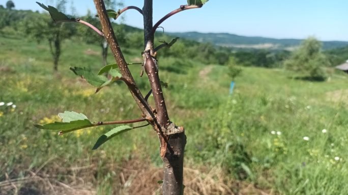 Cred că aici avem un cireș amar altoit în primăvară, sub scoarță, în cap de altoire. Pe nul dintre lăstari, cel din stânga, l-am tăiat puțin mai târziu.