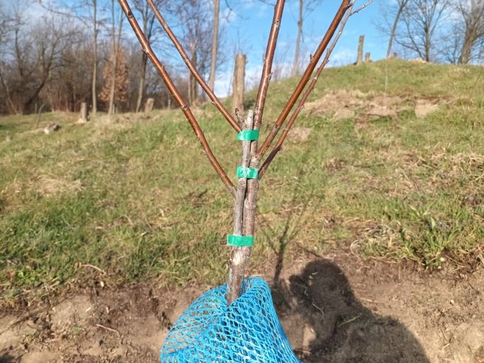 Vișin altoit. Altoiul a rămas legat de un cep, ca să crească drept.