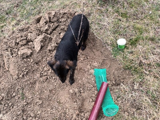 Unul din vișinii plantați în primăvara asta. Ca să pun protecția de plastic pe el și să nu intre vârfetele crecilor pe găurile din proiecție, am băgat mai întâi puietele pe un tub de plastic despicat, apoi am tras protecția pe tub și am tras tubul afară.