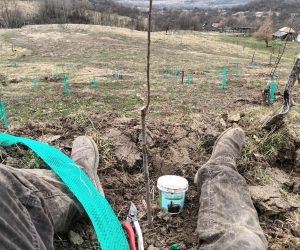 Câteva lucrări de primăvară în livada cu cireși și vișini