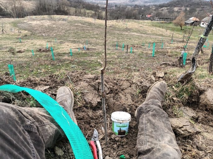 Vișin altoit. Am tăiat cepul, i-am dat cu mastic și i-am pus plasa de protecție.