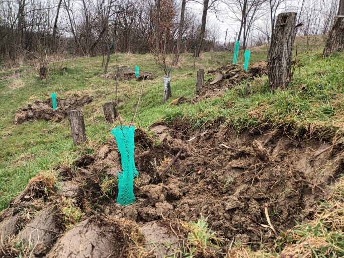 Am lărgit vetrele cireșilor. I-am plantat pe o coastă destul de abruptă, deși mai mult spre baza ei. Cel puțin cel din primplan a avut creștere foarte bună, probabil ajutat de faptul că înaintea lui au fost acolo câțiva salcâmi care au ajutat la fixarea azotului în sol, se văd cioatele.