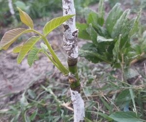 Altoirea nucului în fluier