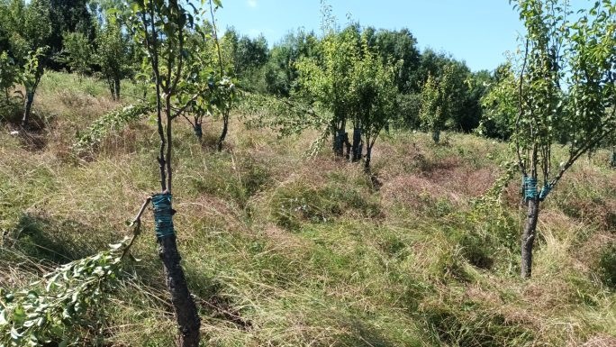 Atenție la vânturi puternice. Altoii trebuie legați cu tutori. Important este să rămână un lider bine echilibrat și ancorat. Creșterile clorlaltor altoi trebuie temperate și păstrați doar ca soluție de siguranță.