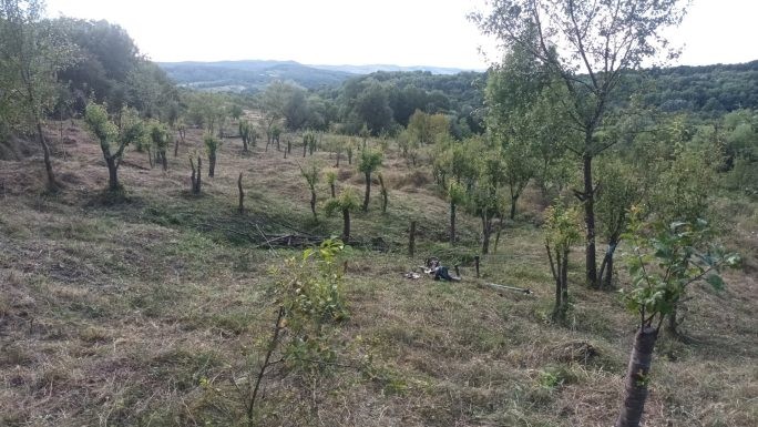 Poză din iulie cu peri altoiți în primăvară. A rămas în picioare un măr pădureț pentru care nu am mai avut altoi păstrați la frigider ca să îl altoiesc anul acesta.