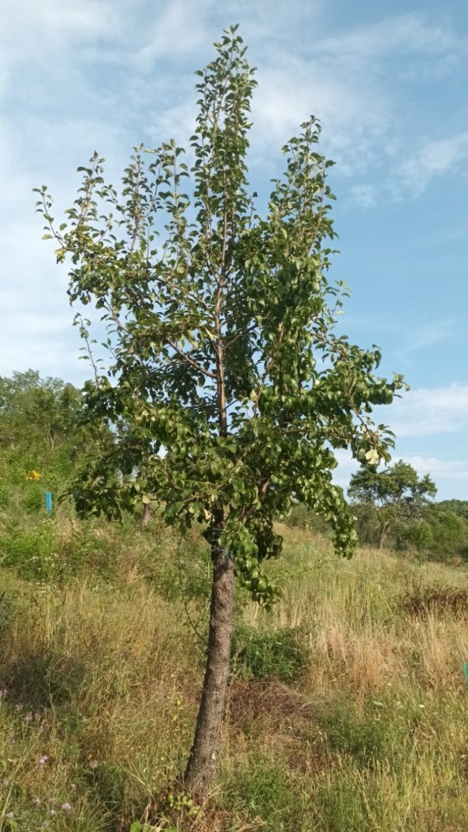 Păr altoit acum 2 ani, în primăvara anului 2021. Cel mai bun altoi este cel care crește drept, chiar dacă nu este cel mai viguros. Trebuie păstrat și favorizat să crească și să devină viitorul pom. Rezistența la rupere e mult mai bună.