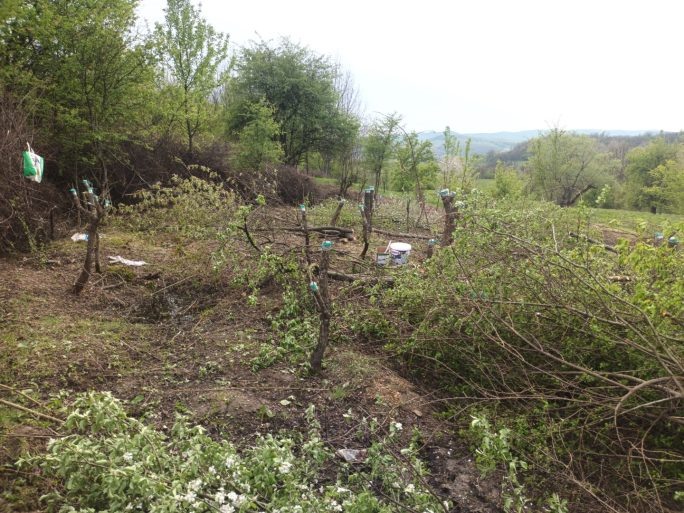 În stânga se vede gardul de mărăcini rezultat din curățarea terenului. În câțiva ani se vor tasa și în cele din urmă vor putrezi.