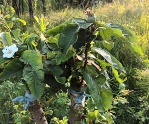 Defrișarea mărăcinilor de pe o fostă pășune și altoirea perilor pădureți, păduceilor și merilor crescuți spontan