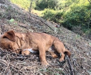 Scosul cioatelor și cositul pe coaste recent curățate de mărăcini, unde am pus pomi