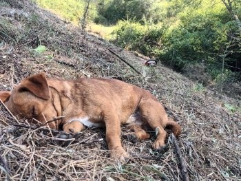 Scosul cioatelor și cositul pe coaste recent curățate de mărăcini, unde am pus pomi