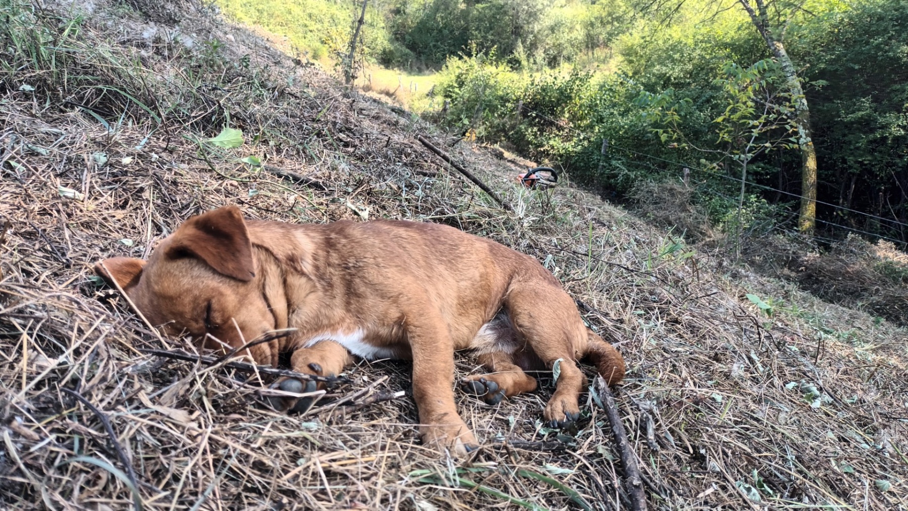 Scosul cioatelor și cositul pe coaste recent curățate de mărăcini, unde am pus pomi