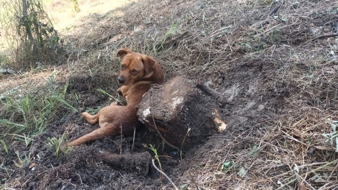 La o parte că vin cu drujba să tai coata