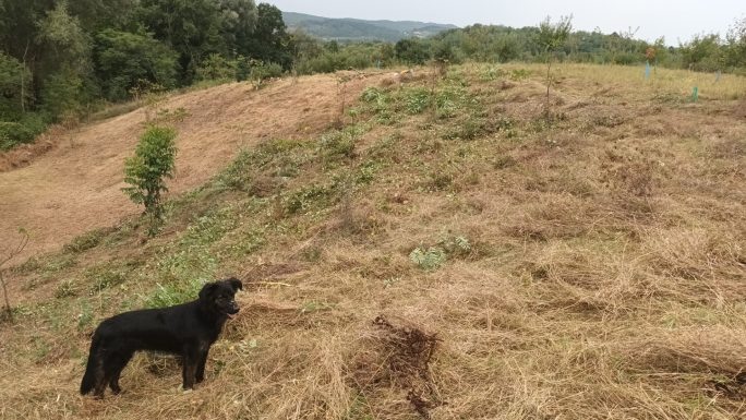 Un nuc altoit în primăvară se vede în vale, în stânga pozei.